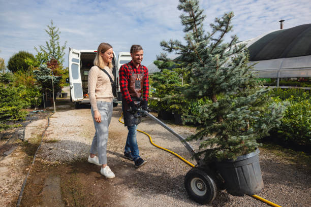 How Our Tree Care Process Works  in  Mesilla, NM